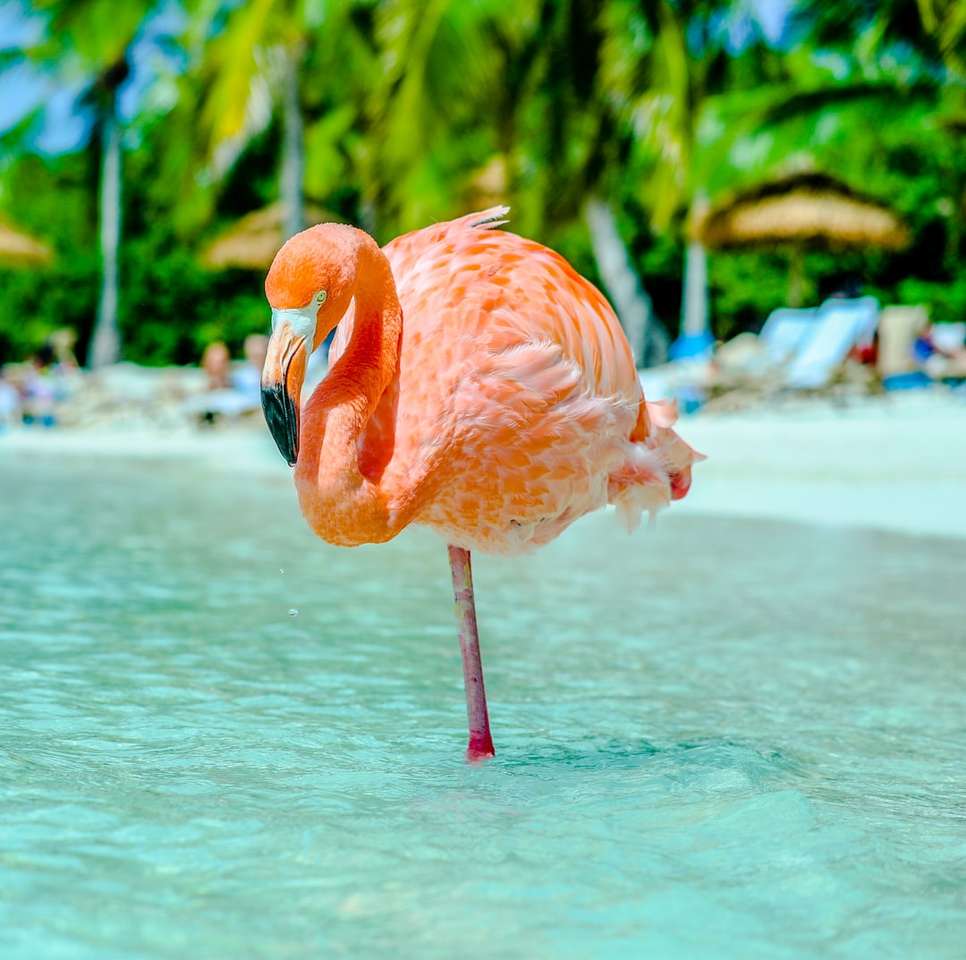 rosa flamingo på vatten under dagtid pussel på nätet