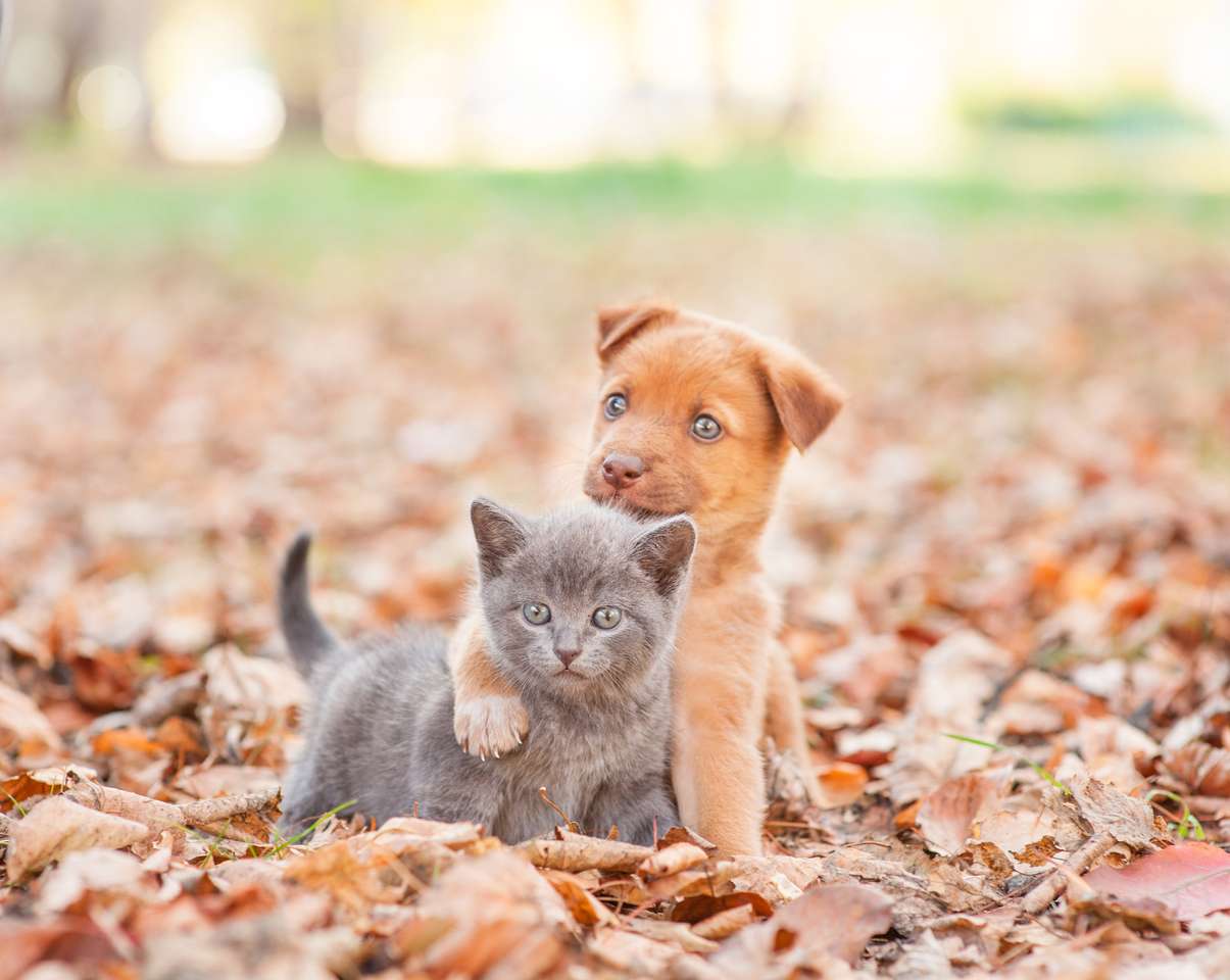 Welpe umarmt ein trauriges Kätzchen auf Herbstblättern Online-Puzzle