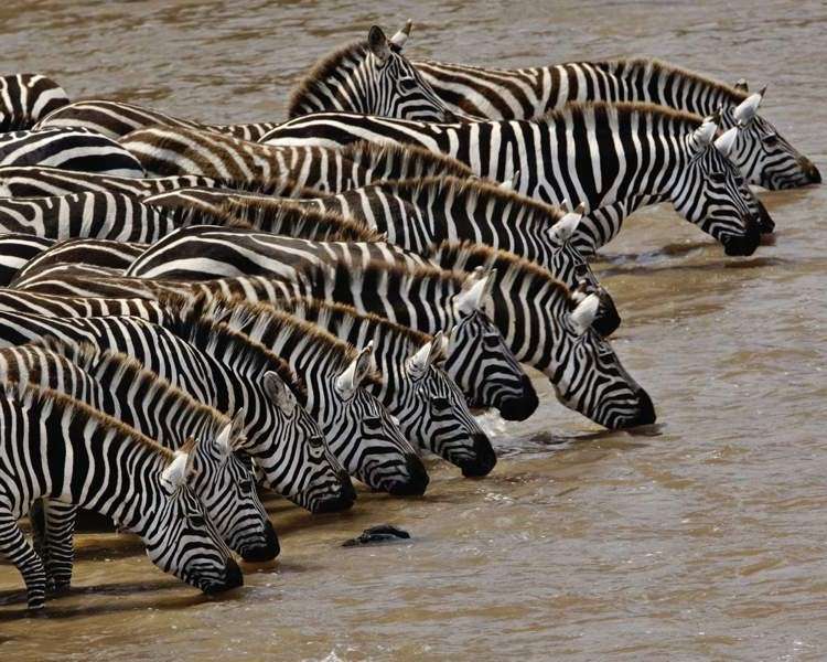 Een kudde zebra's bij een drinkplaats legpuzzel online
