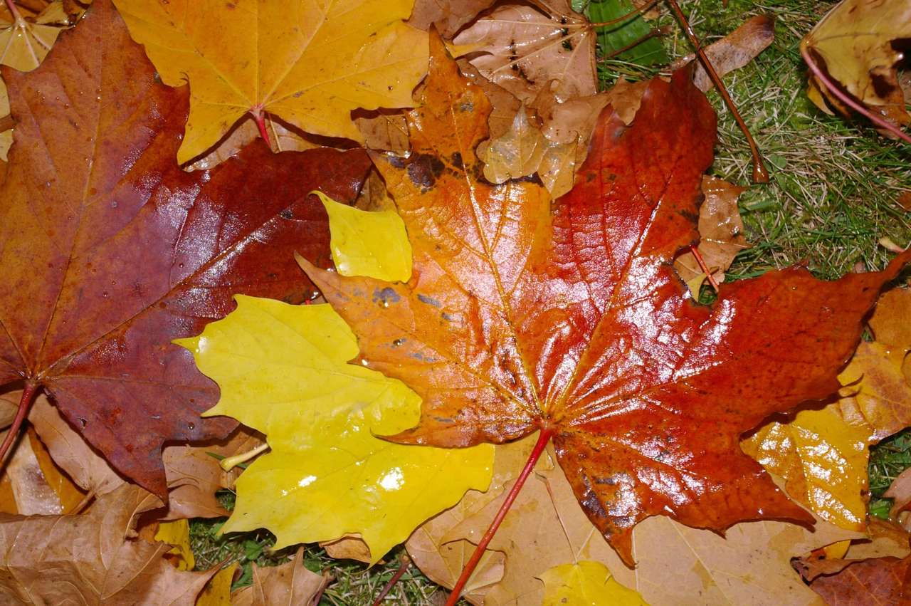 Autumn leaves! online puzzle