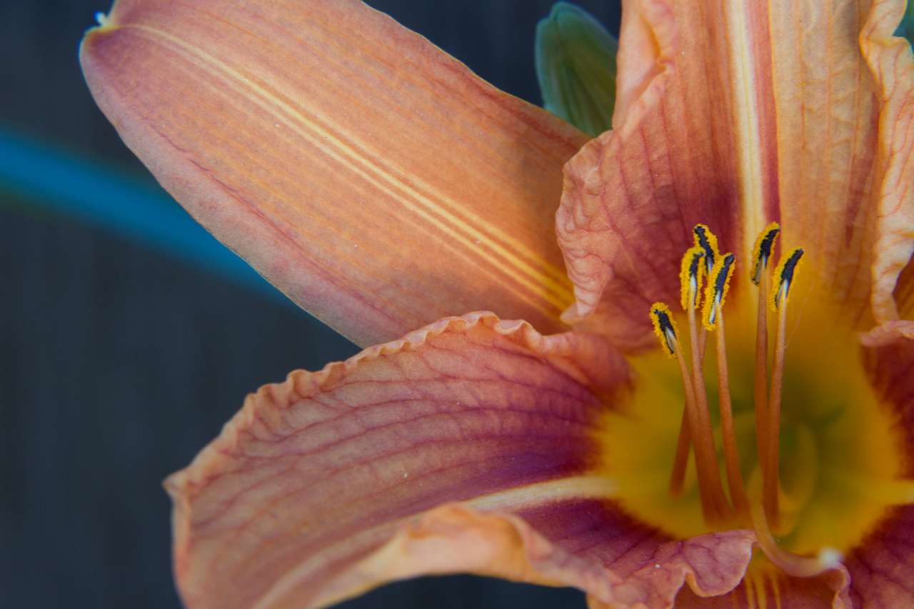 Close up do interior da flor do hemerocallis com pistilo quebra-cabeças online