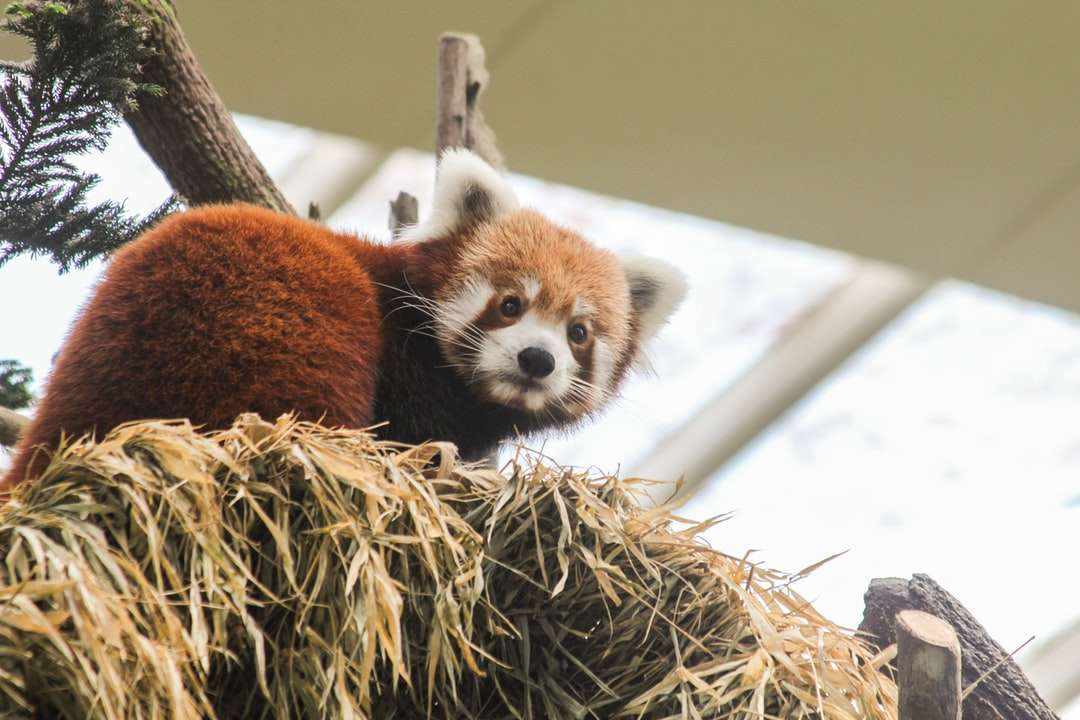 червена панда на купа сено онлайн пъзел