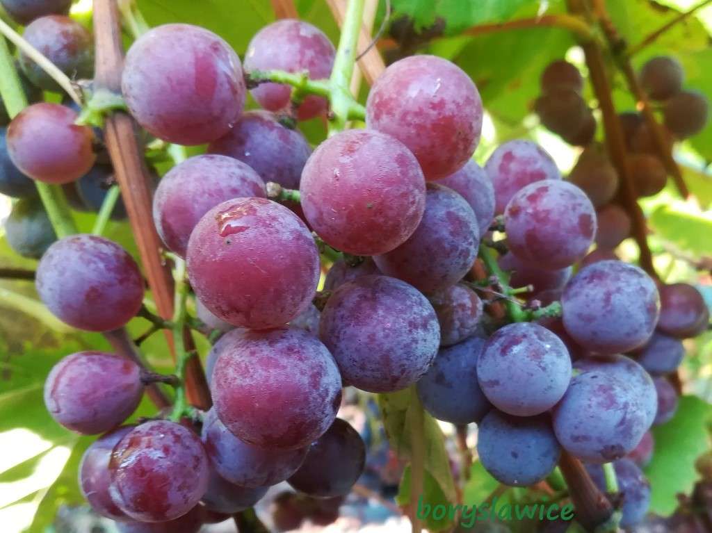 Vinrankor i trädgården pussel på nätet