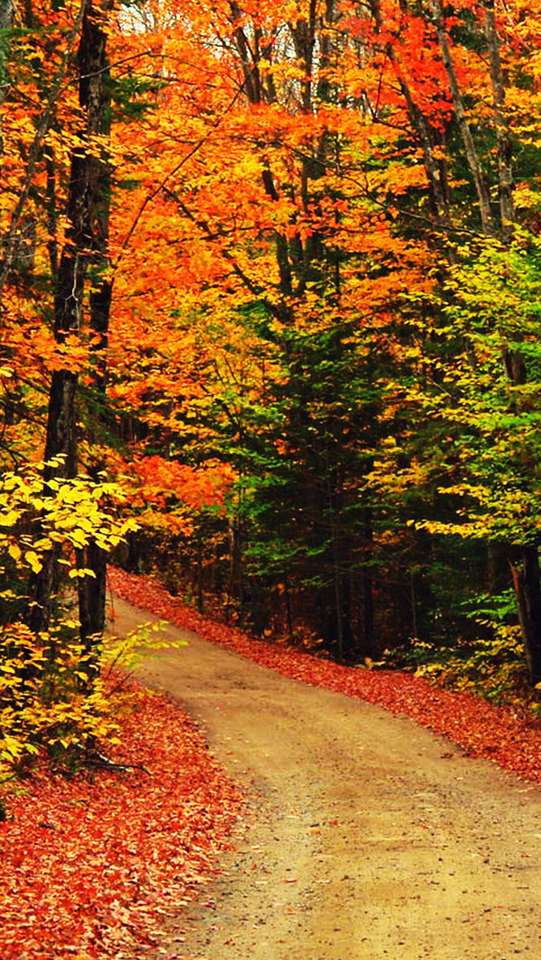 podzim v lese skládačky online