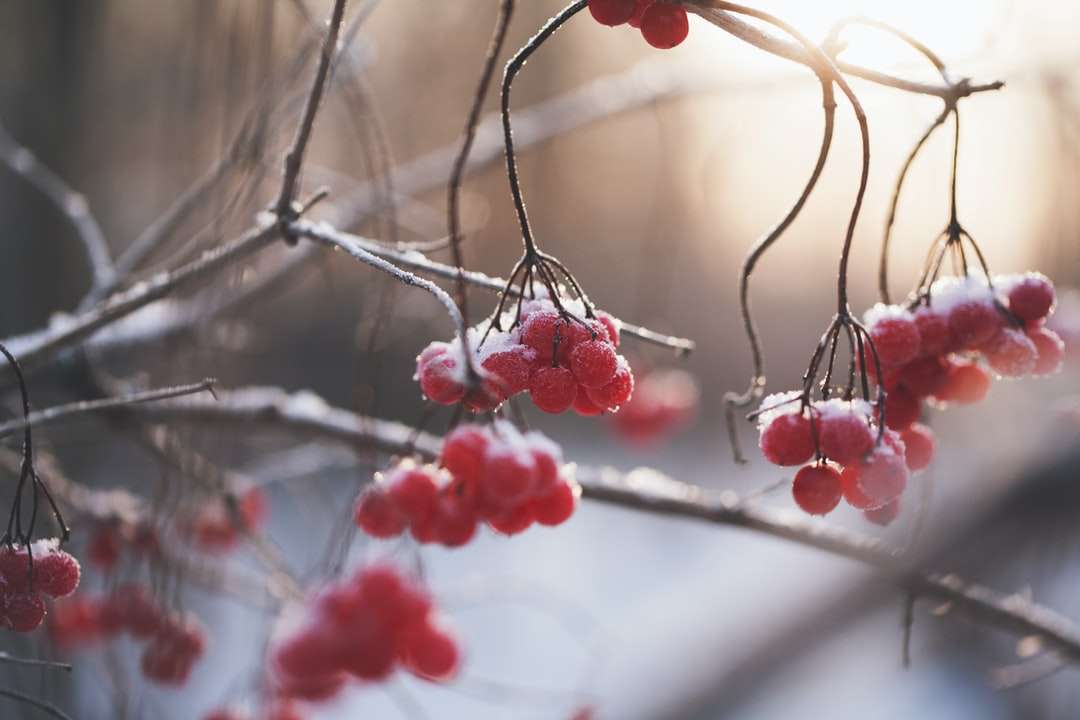 szelektív fókusz fotó piros gyümölcsök kirakós online
