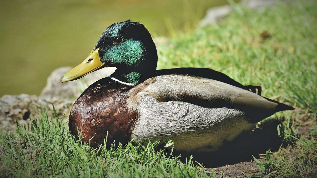 A duck in the world jigsaw puzzle online