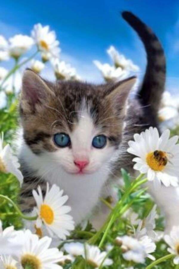Kätzchen schöne blaue Augen Puzzlespiel online
