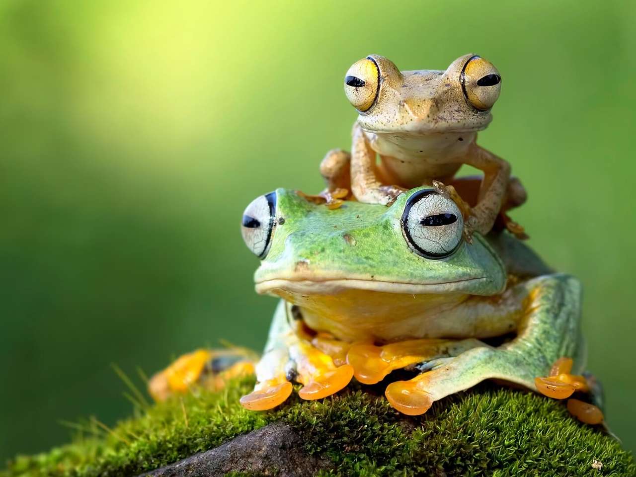 Дві жаби на камені пазл онлайн