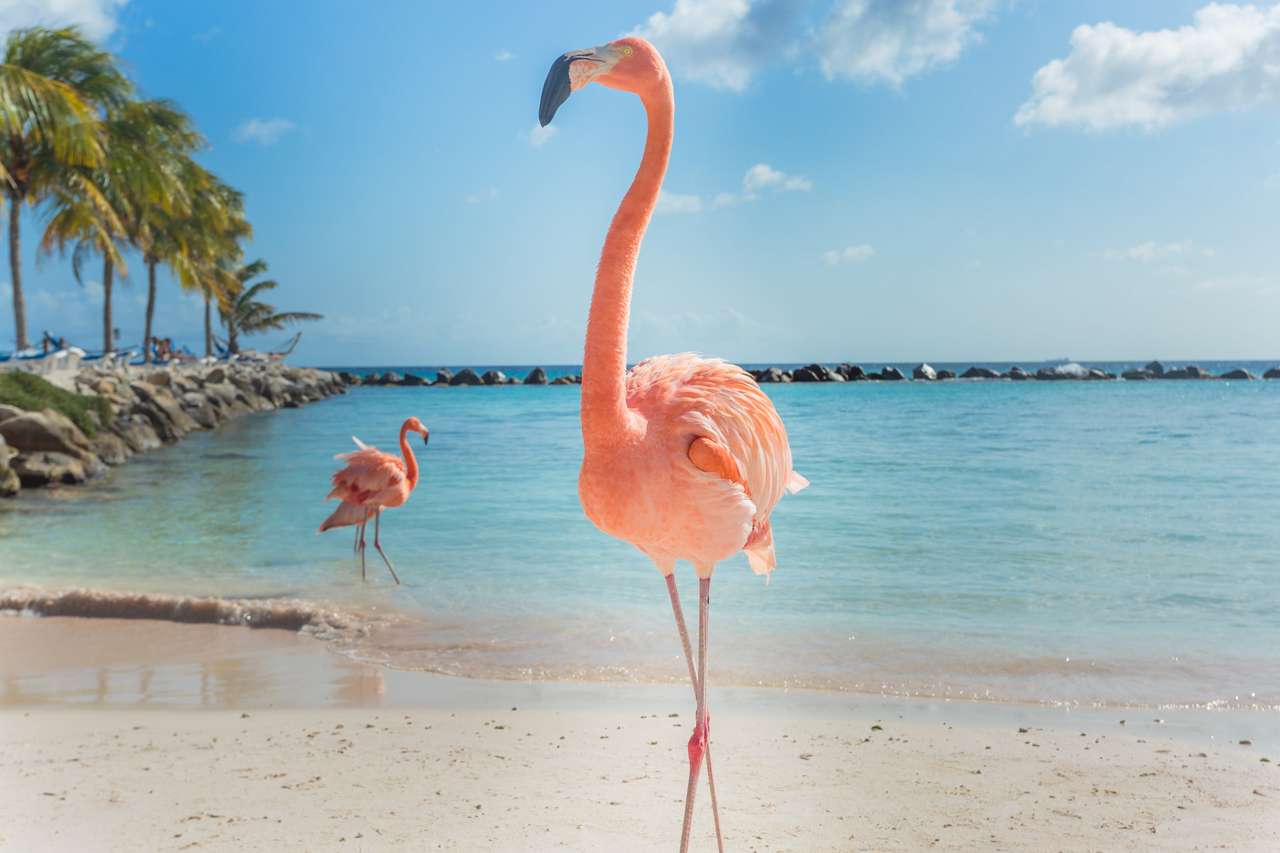 Flamingos na praia de Aruba puzzle online
