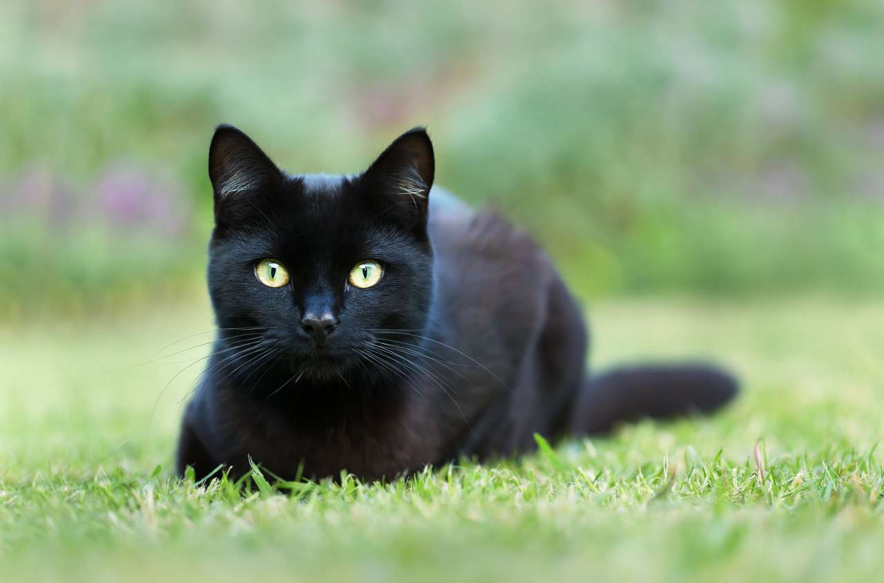 Черна котка лежи на трева в градината онлайн пъзел