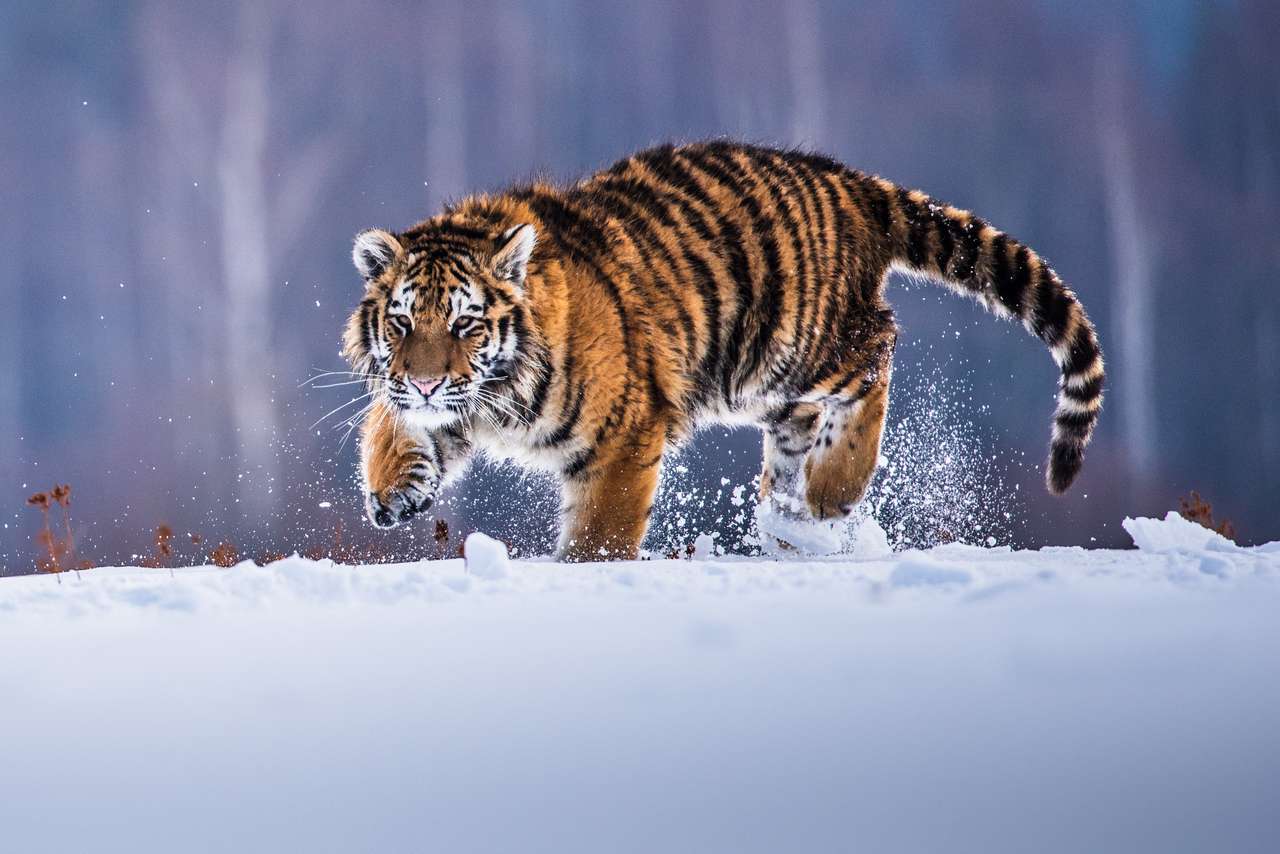 Tigre de Sibérie courant dans la neige puzzle en ligne