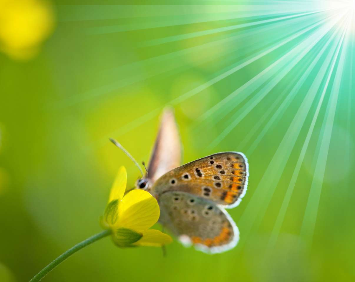 Motýl v květu online puzzle