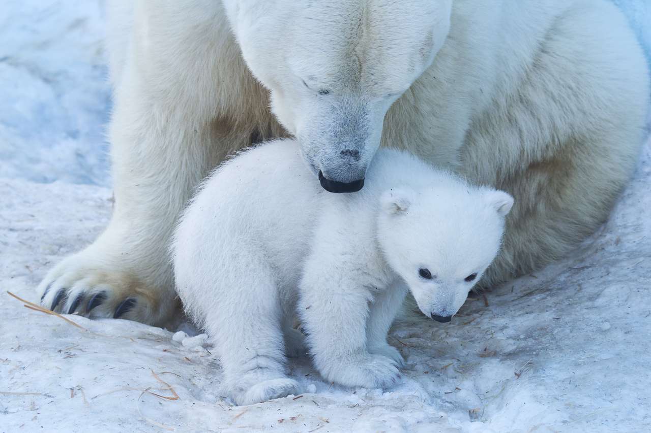 Isbjörn med unge på snö pussel på nätet