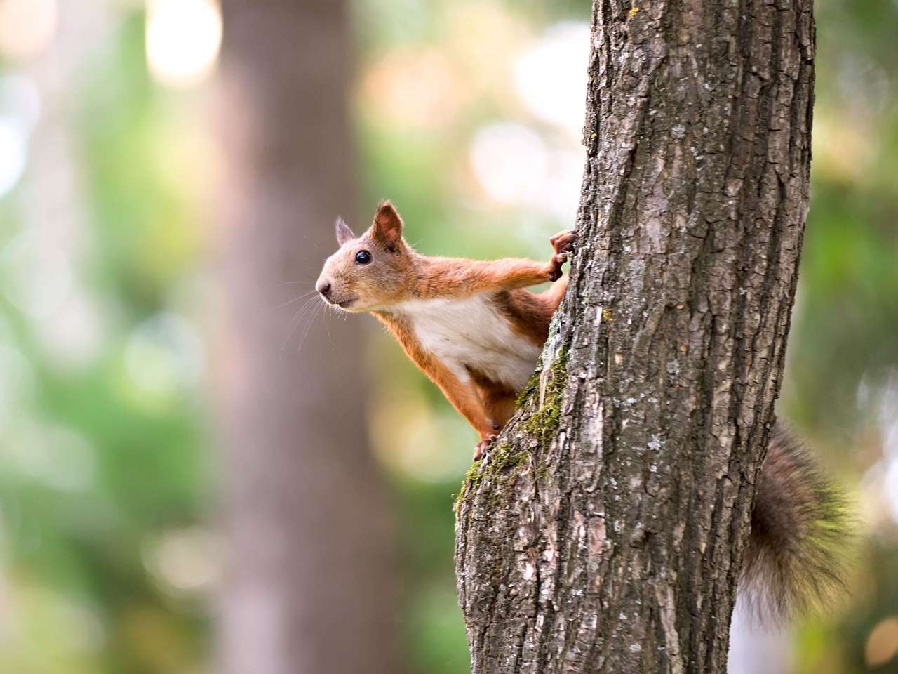 Eichhörnchen sitzt auf dem Baum Online-Puzzle