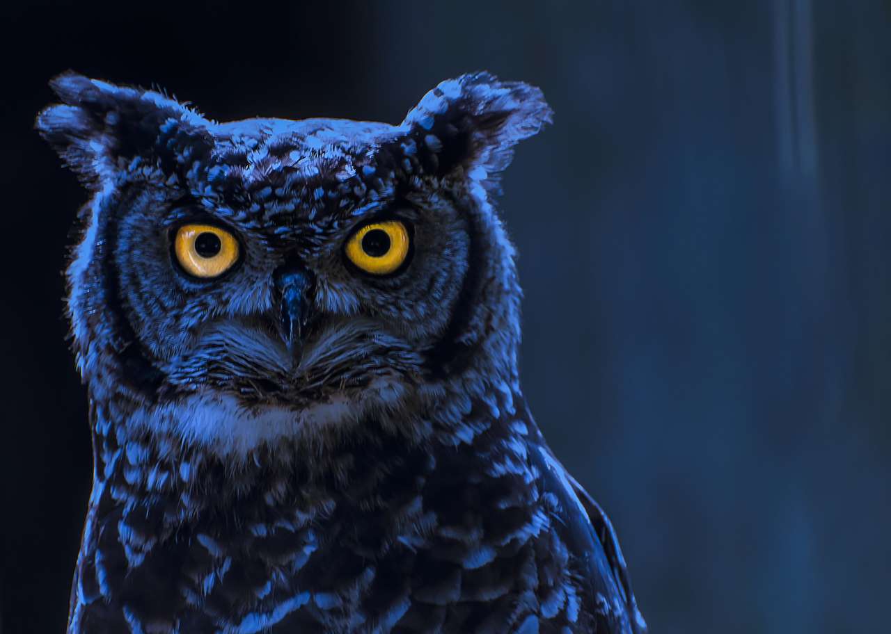 Moonlight Owl puzzle online
