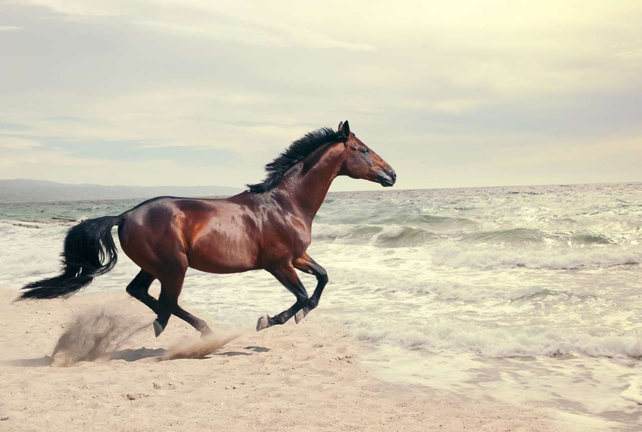 чудовий морський краєвид з красивим гнедим конем пазл онлайн