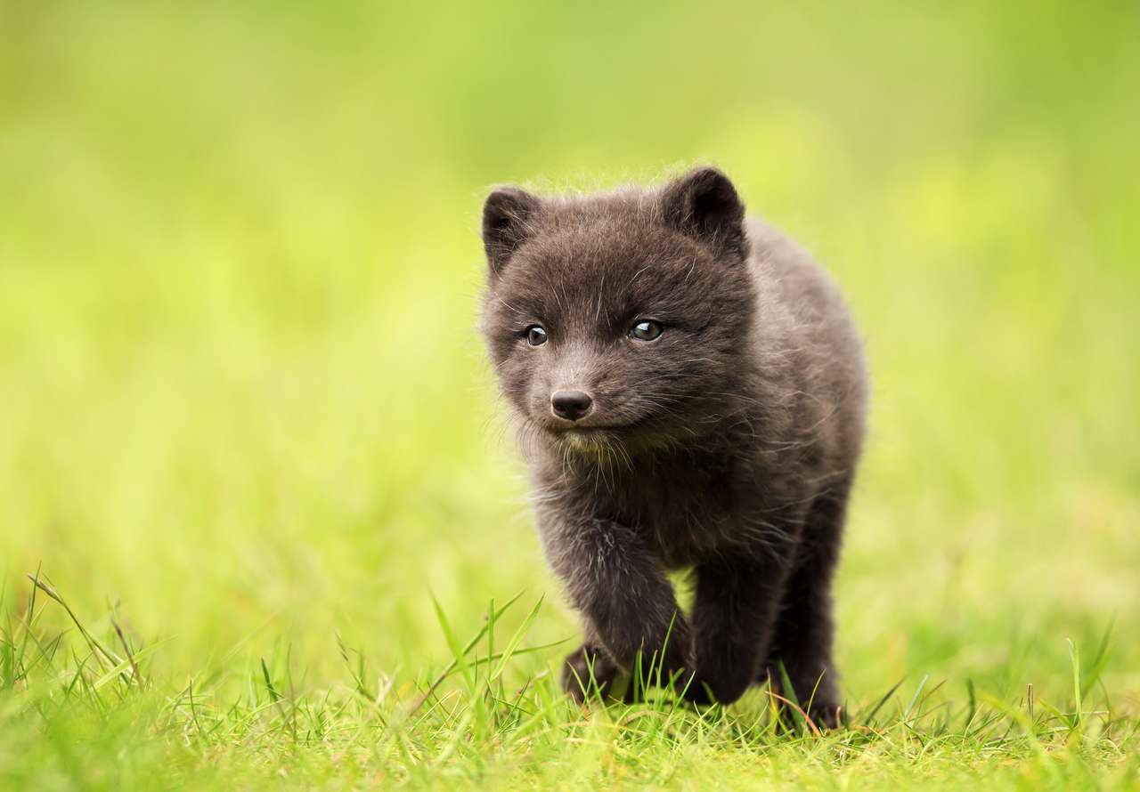 Micuță și drăguță vulpe arctică puzzle online