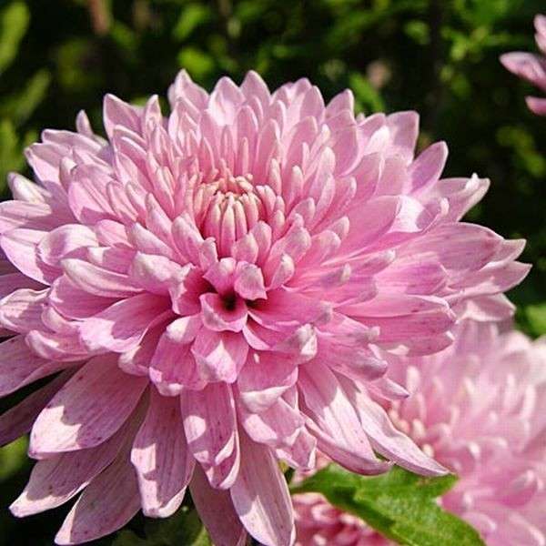 Aster rosa puzzle online