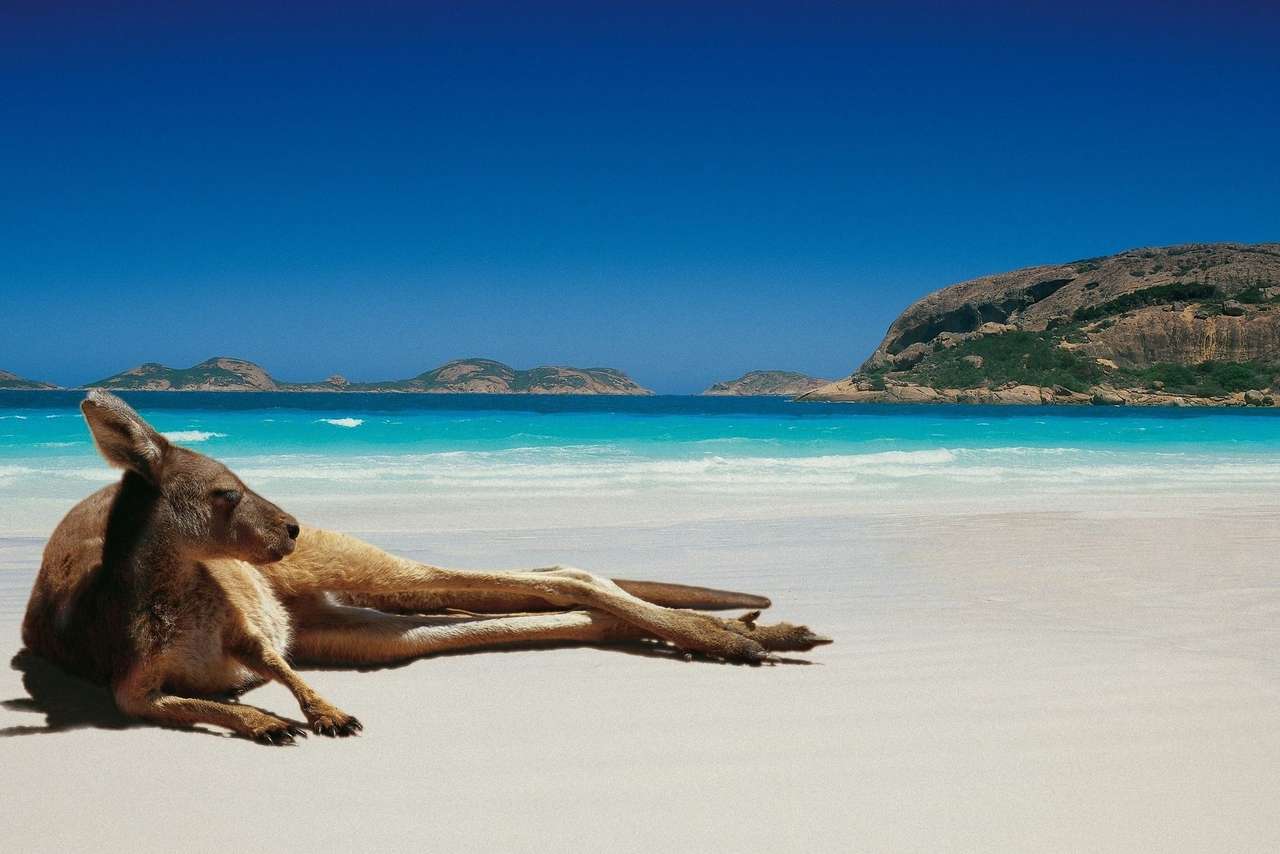 Canguru em uma praia na Austrália puzzle online