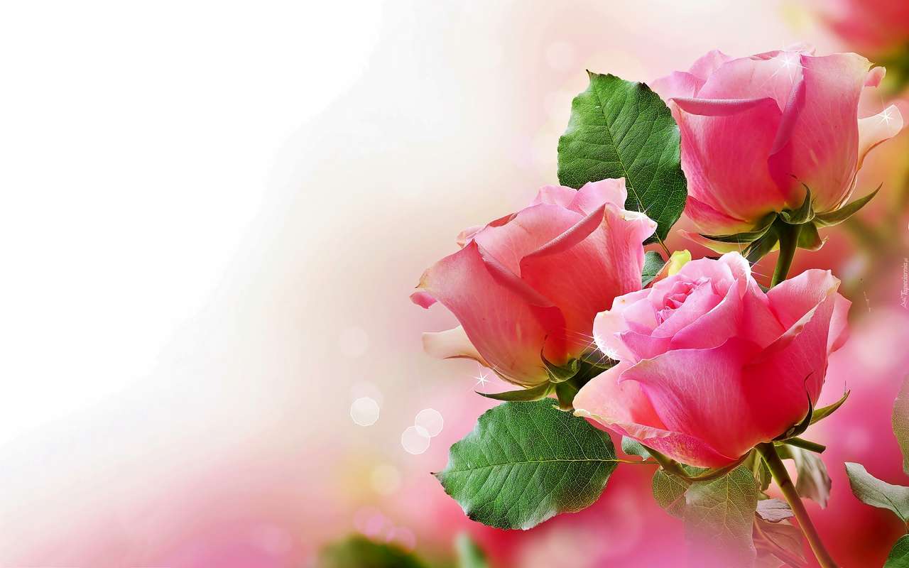Rózsaszín rózsák online puzzle