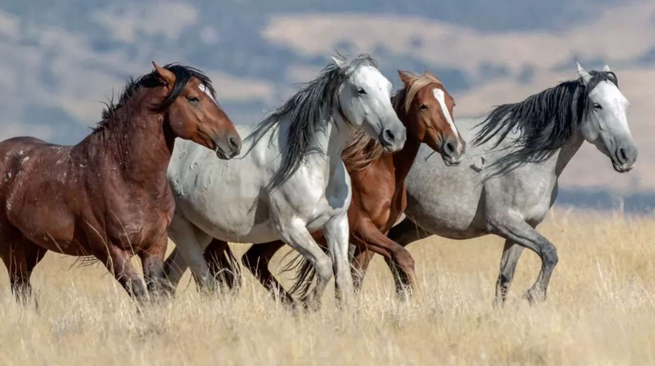 Four wild horses jigsaw puzzle online
