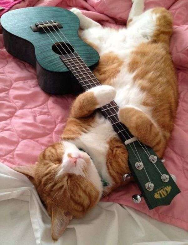 спляче кошеня з гітарою онлайн пазл