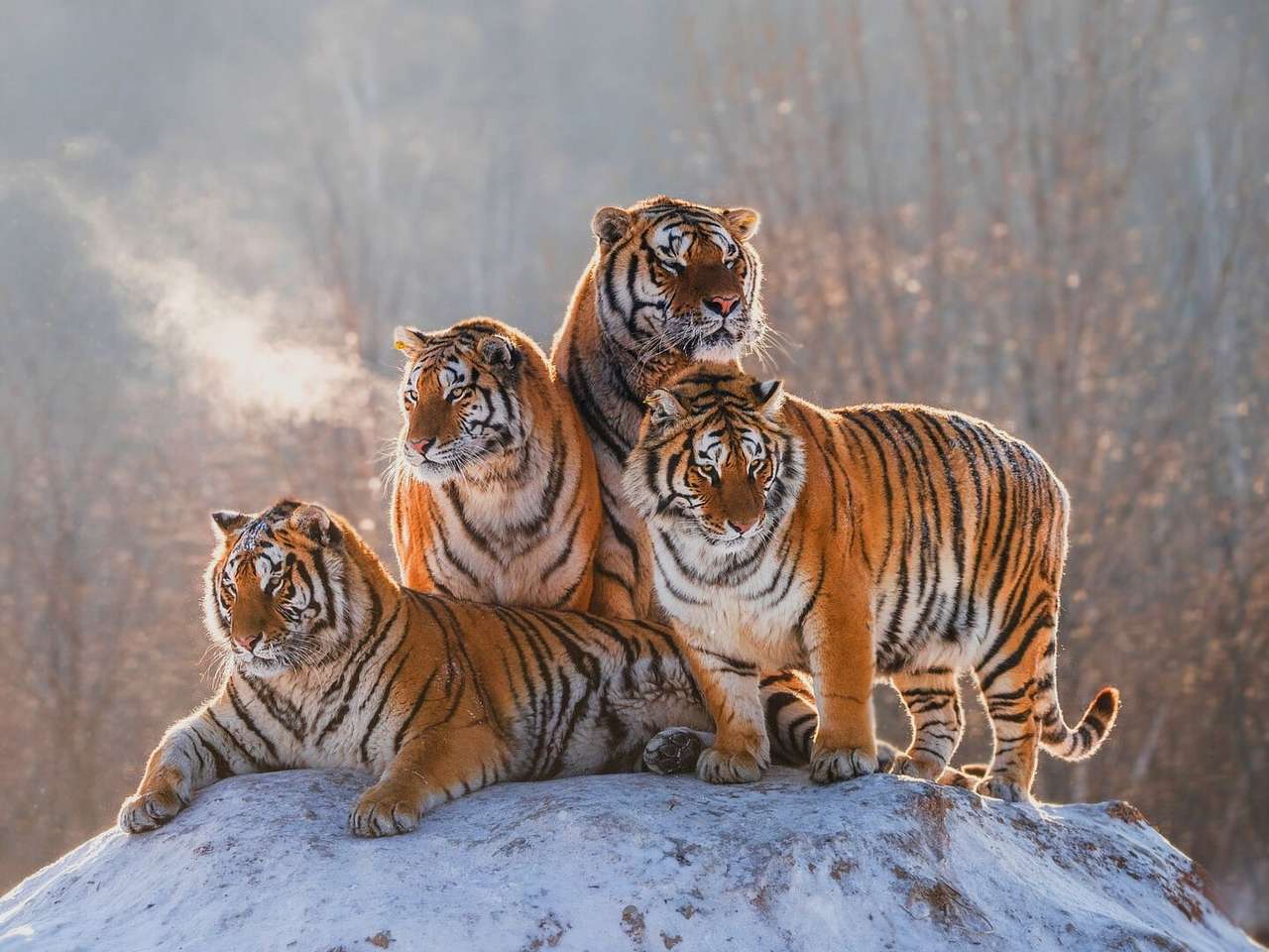 Тигры на скале онлайн-пазл