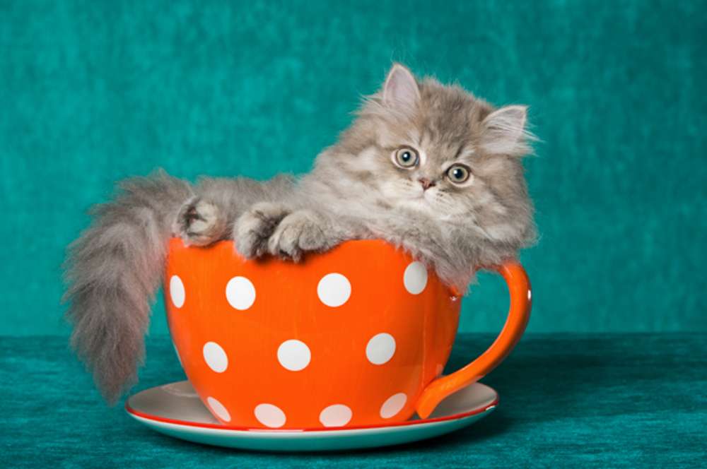 Котенок в чашке! онлайн-пазл