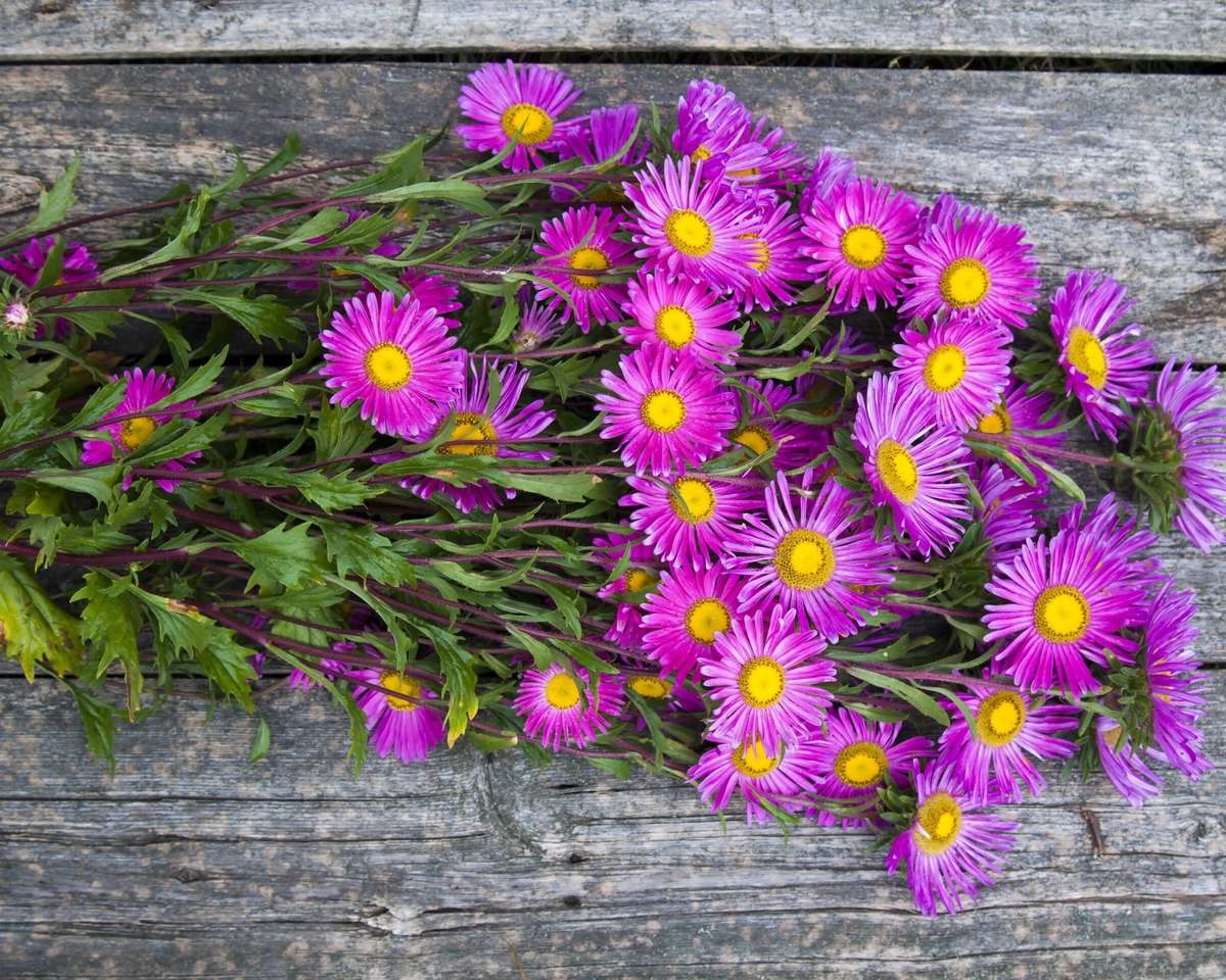 Asters violets - bouquet puzzle en ligne