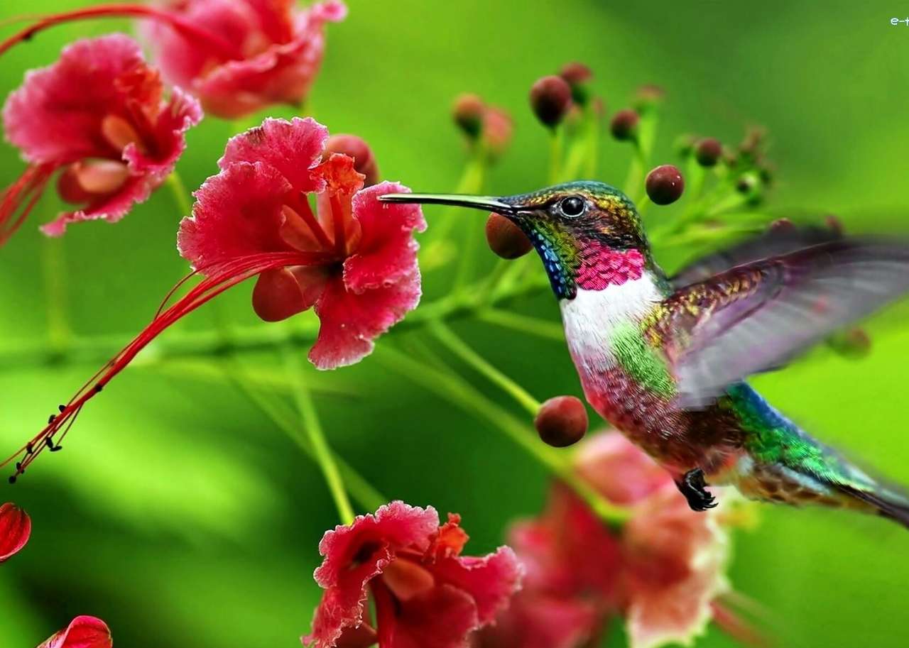 O pasăre colibri colorată puzzle online