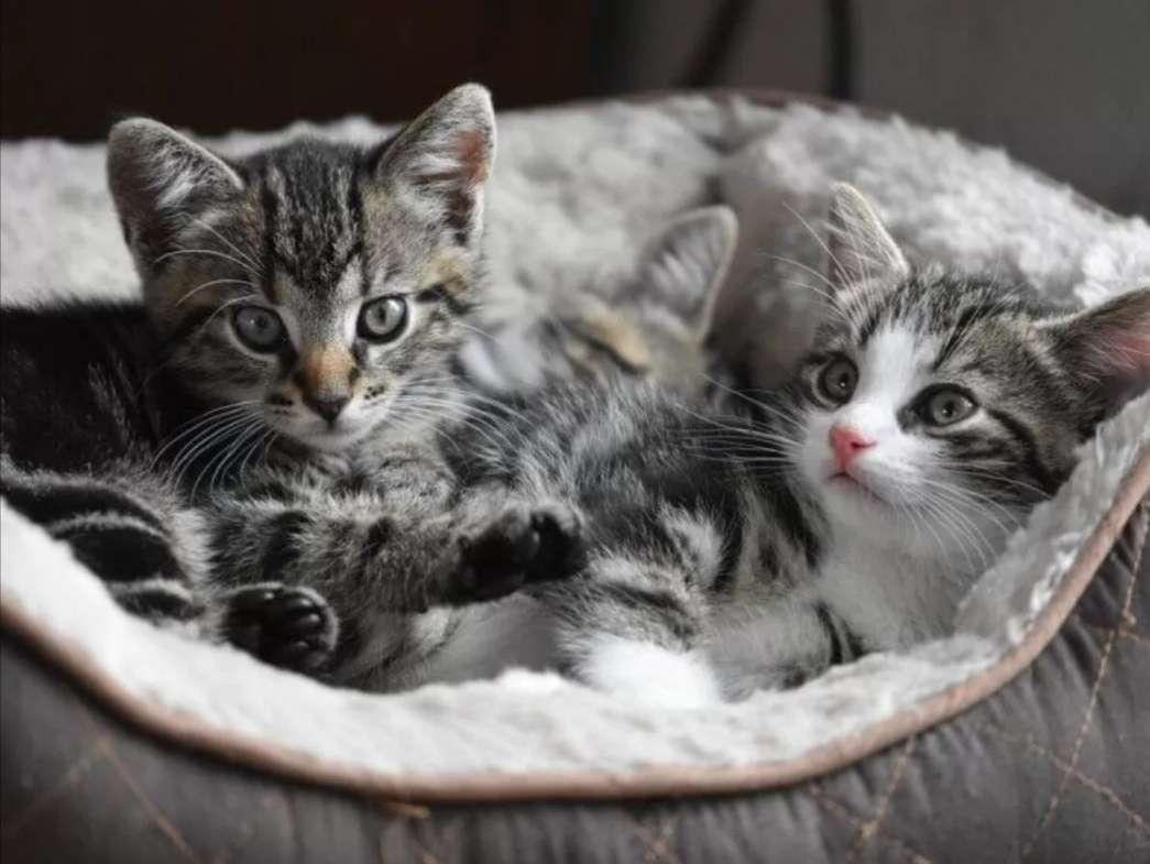Malé kočky skládačky online