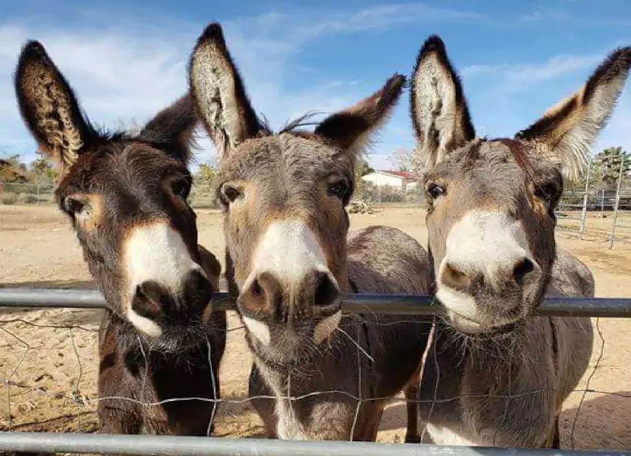 lindos burros sullanero puzzle online