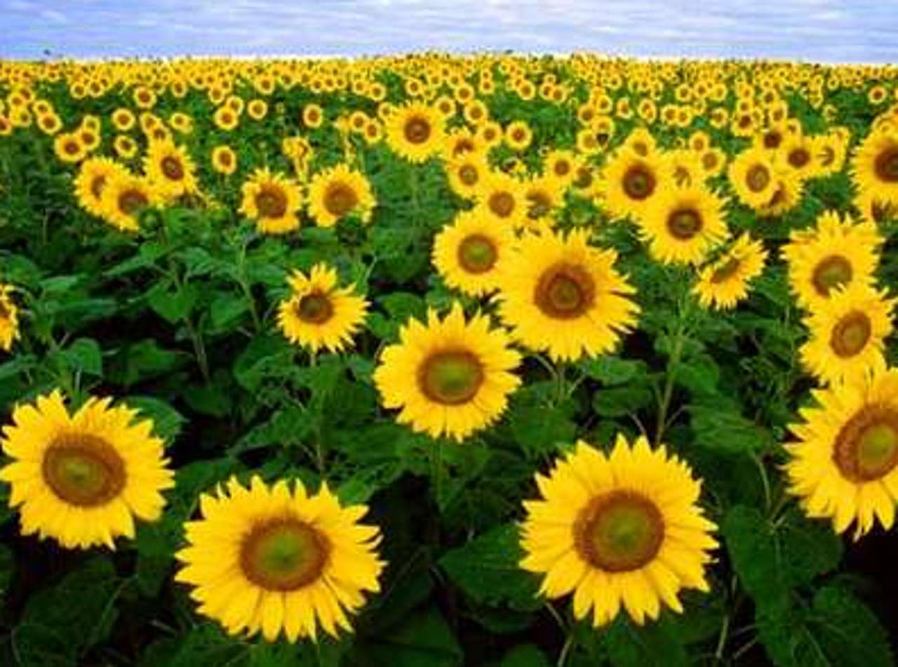 Viele Sonnenblumen!❤️❤️❤️❤️❤️ Online-Puzzle