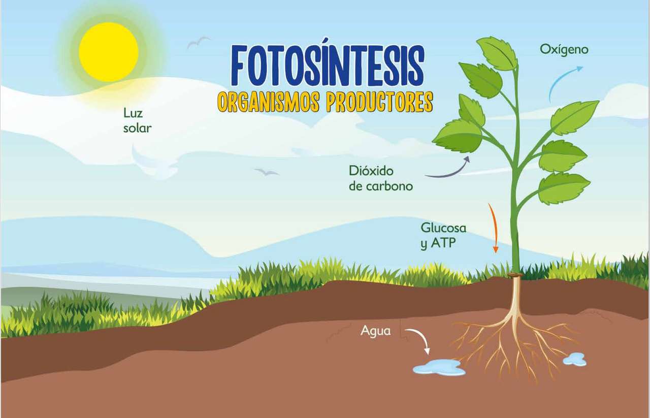 Fotosyntes och primärproducenter pussel på nätet