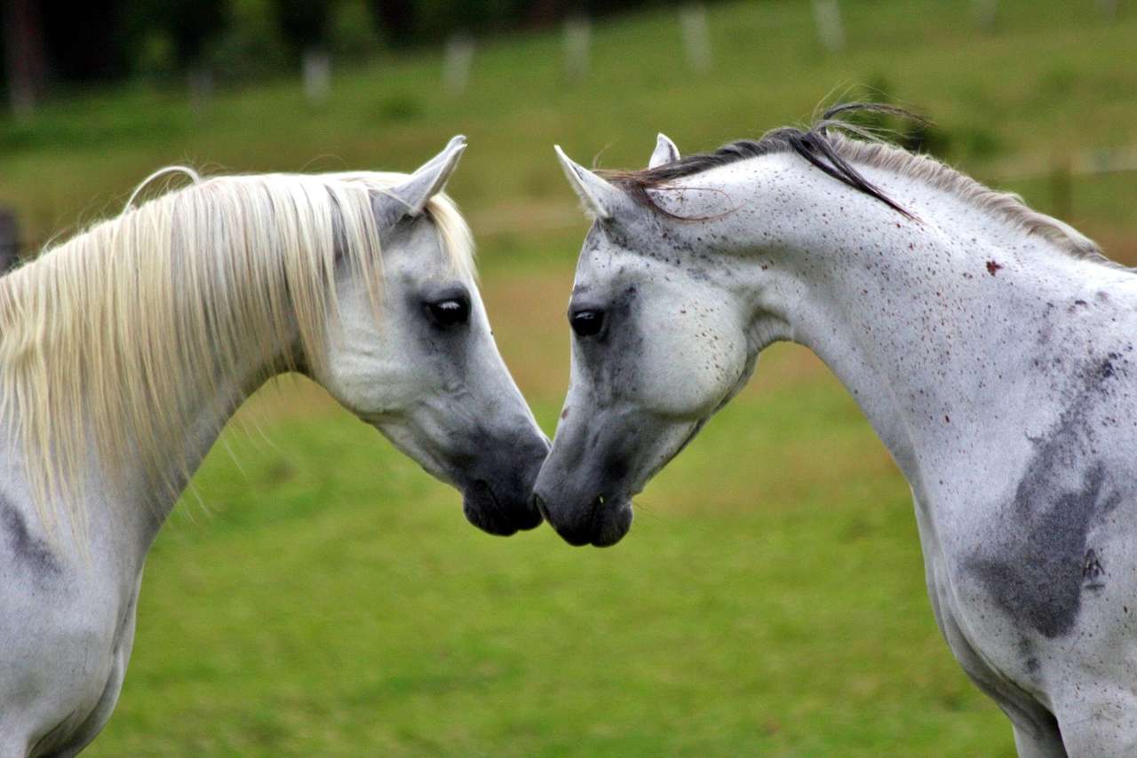 белые лошади онлайн-пазл