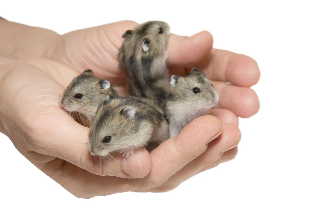 fyra hamstrar pussel på nätet
