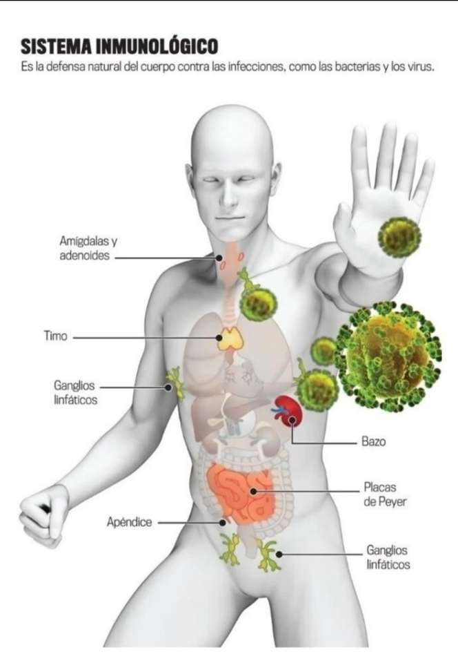 Imunitní systém skládačky online