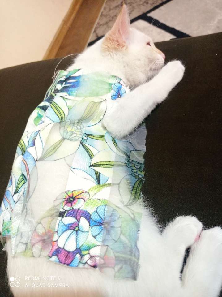 Χαριτωμένο γατάκι με ρούχα παζλ online