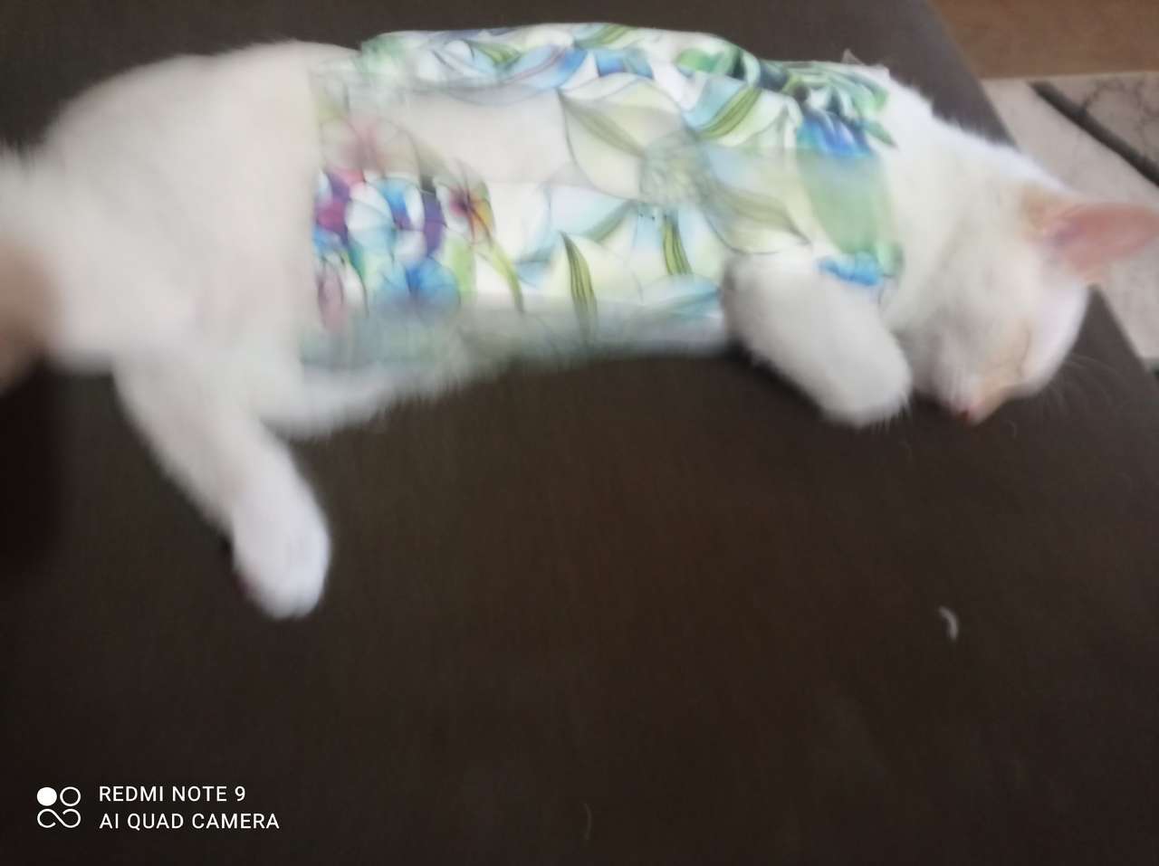 Kitten met een jasje online puzzel