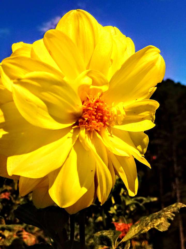 Fiore giallo puzzle online
