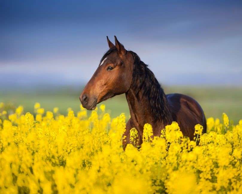Лошадь в поле рапса онлайн-пазл