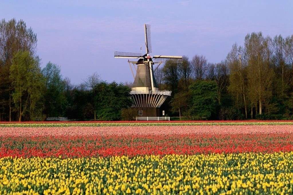 Un molino de viento y un campo de tulipanes en España rompecabezas en línea