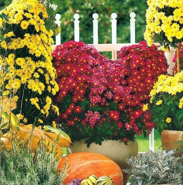 Цветя в градината през есента онлайн пъзел