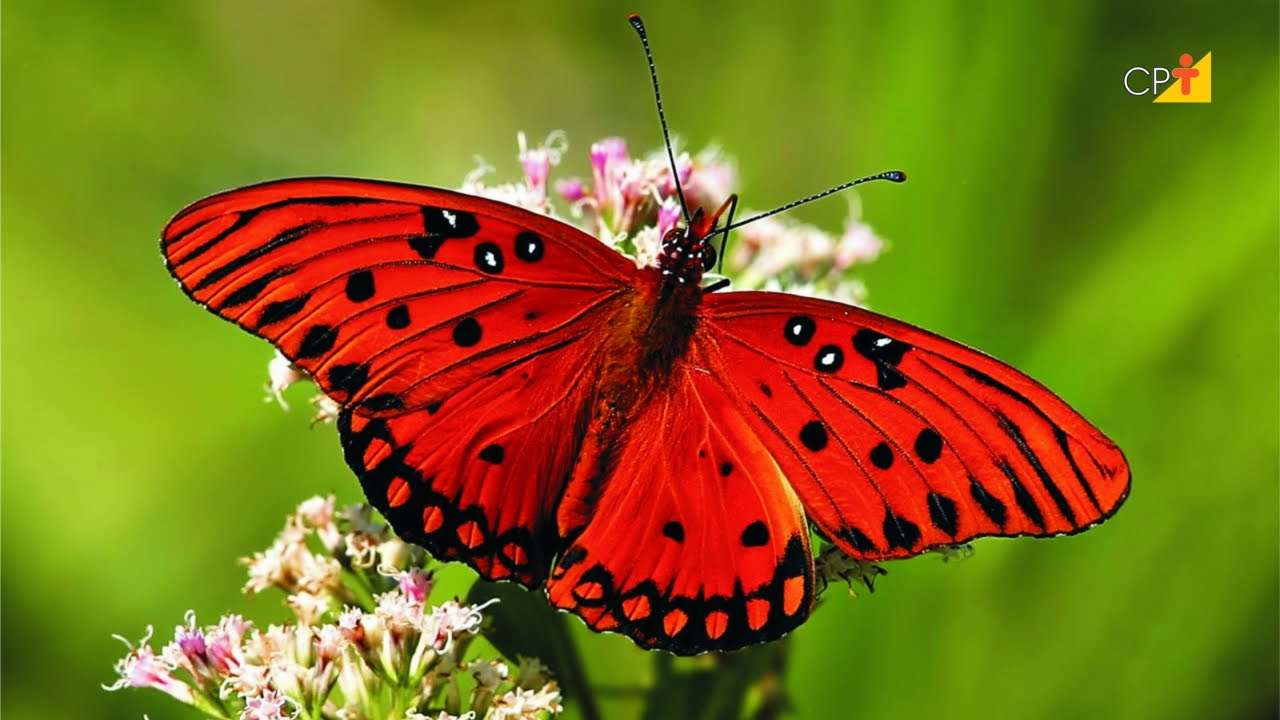 Schöner Schmetterling Online-Puzzle