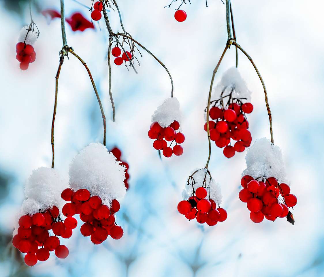 Bayas rojas Viburnum con cubiertas de nieve rompecabezas en línea