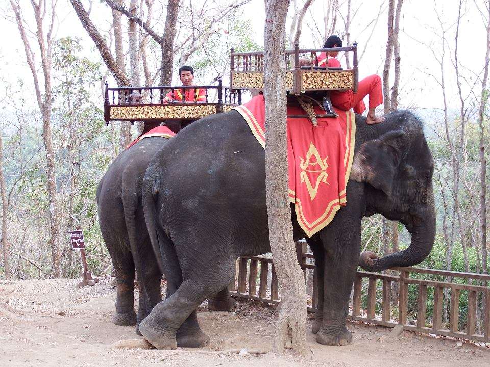 Слоны в Камбодже онлайн-пазл