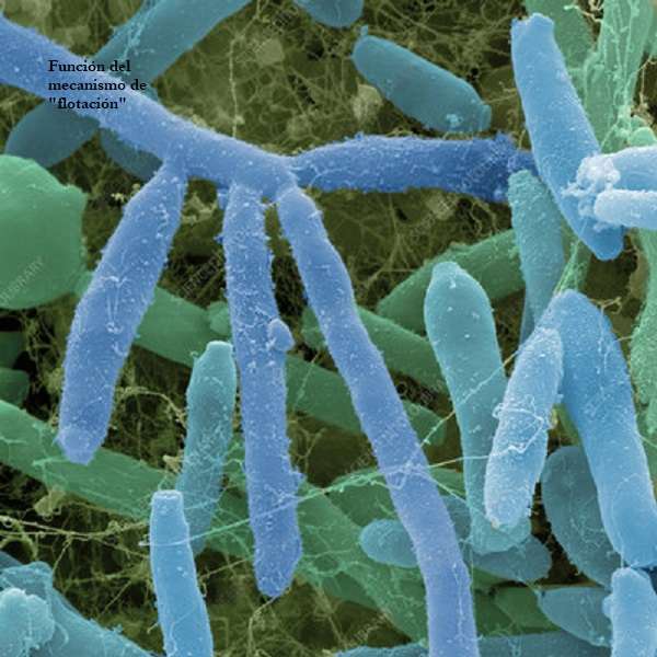 Бактериална целулоза онлайн пъзел