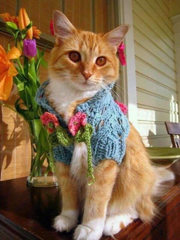 Stílusos cica kötött pulóverben kirakós online