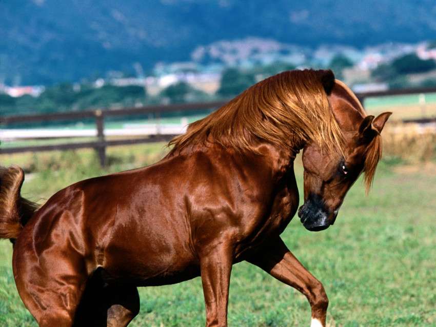 Een prachtig paard online puzzel