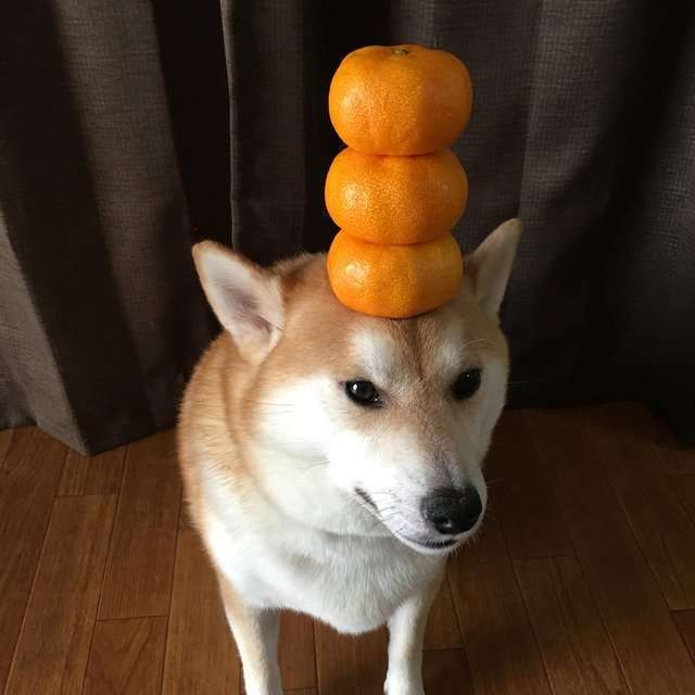 Dog with 3 tangerines on his head online puzzle